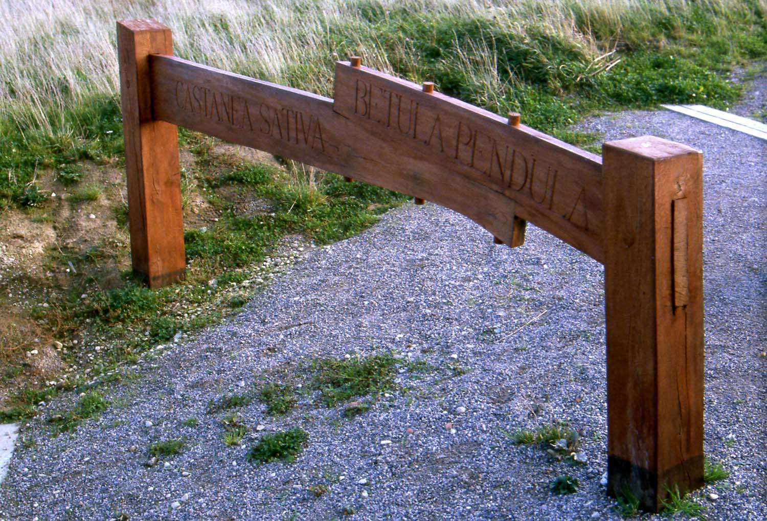 Oak Chicane Carved with Latin Tree Species, Summehill, Hartlepool, View 2